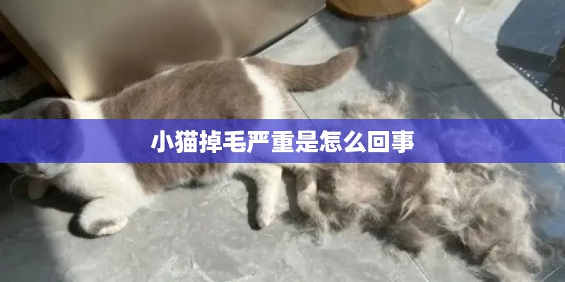 小猫掉毛严重是怎么回事