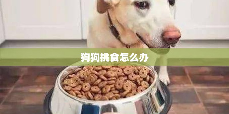 狗狗挑食怎么办