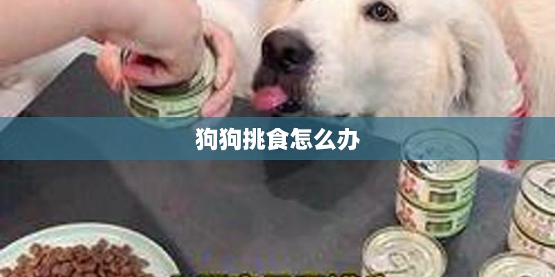 狗狗挑食怎么办
