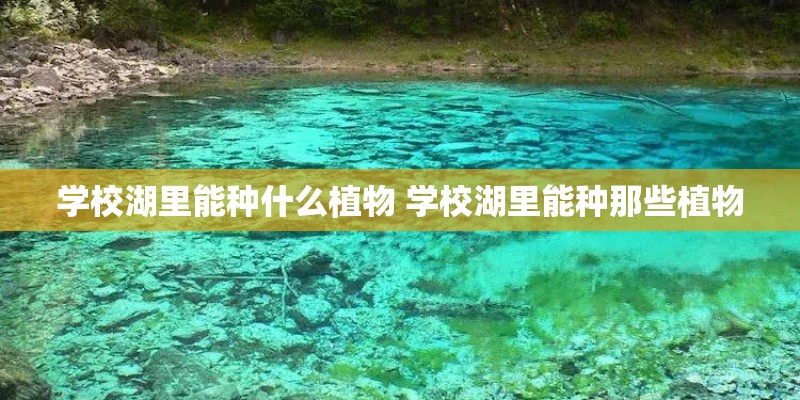 学校湖里能种什么植物 学校湖里能种那些植物