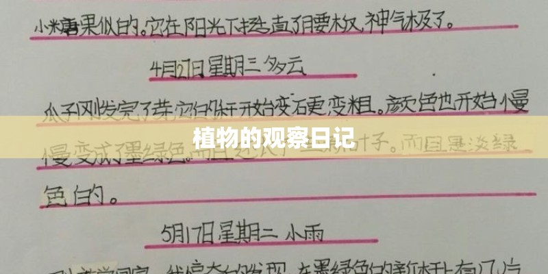 植物的观察日记