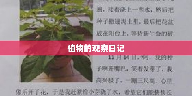 植物的观察日记