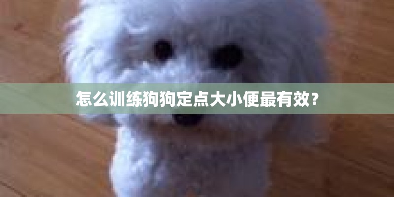 怎么训练狗狗定点大小便最有效？
