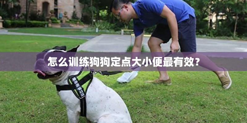 怎么训练狗狗定点大小便最有效？