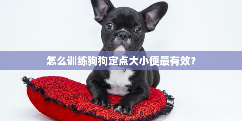 怎么训练狗狗定点大小便最有效？