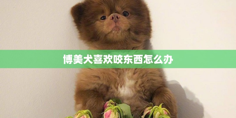 博美犬喜欢咬东西怎么办