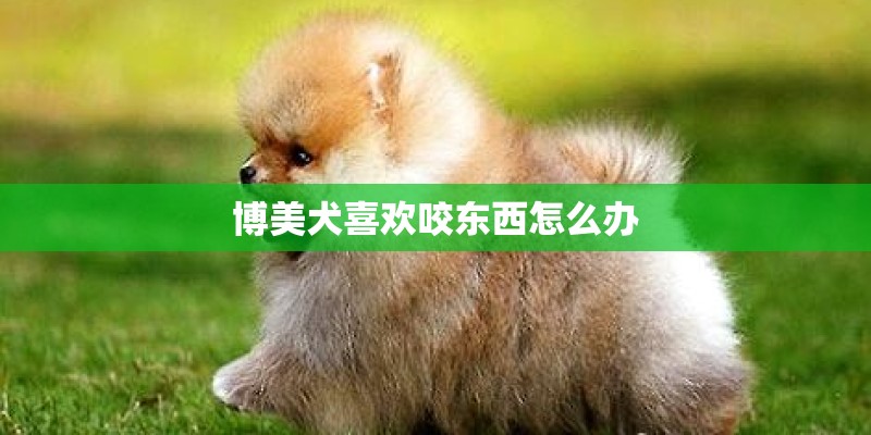 博美犬喜欢咬东西怎么办