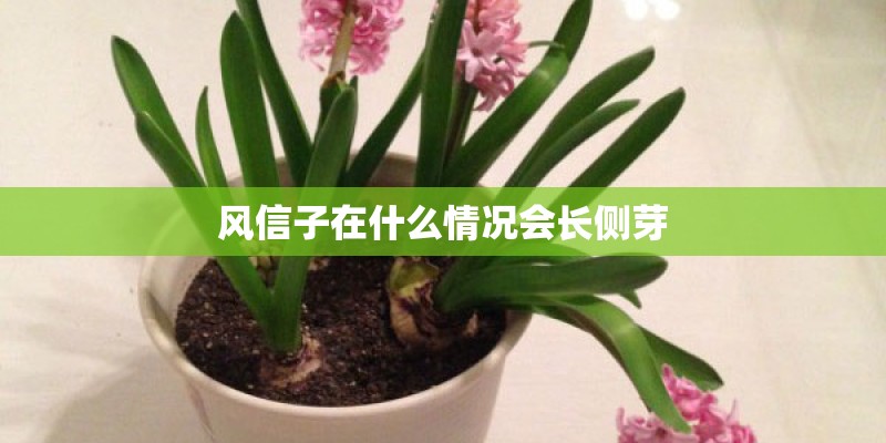 风信子在什么情况会长侧芽