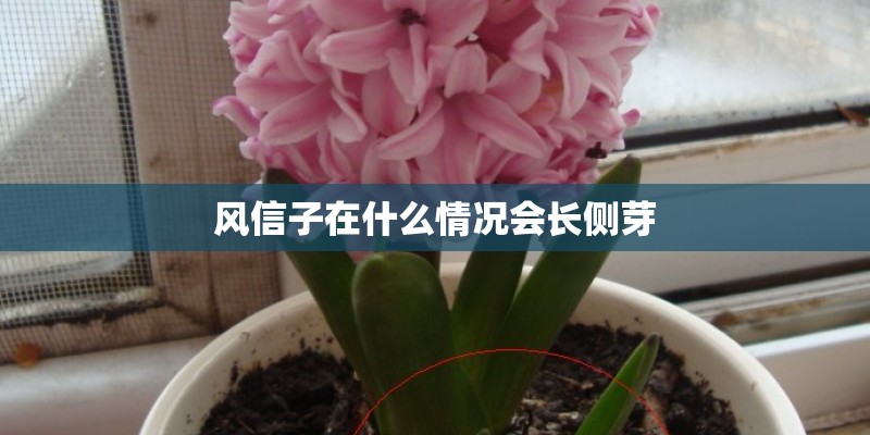 风信子在什么情况会长侧芽