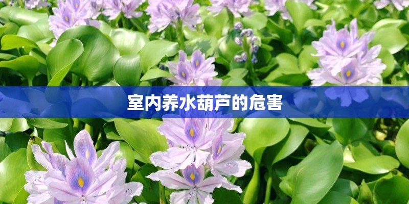 室内养水葫芦的危害