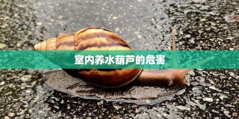 室内养水葫芦的危害