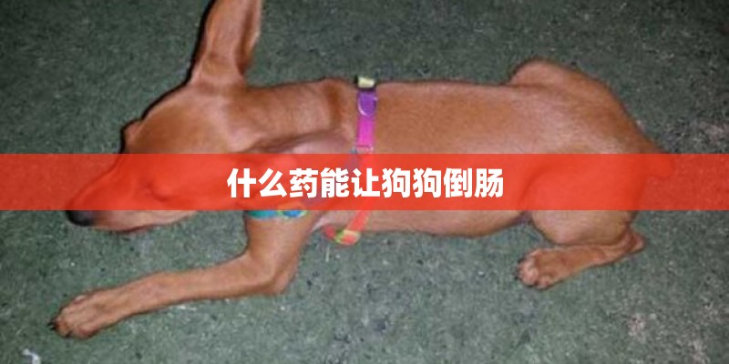 什么药能让狗狗倒肠