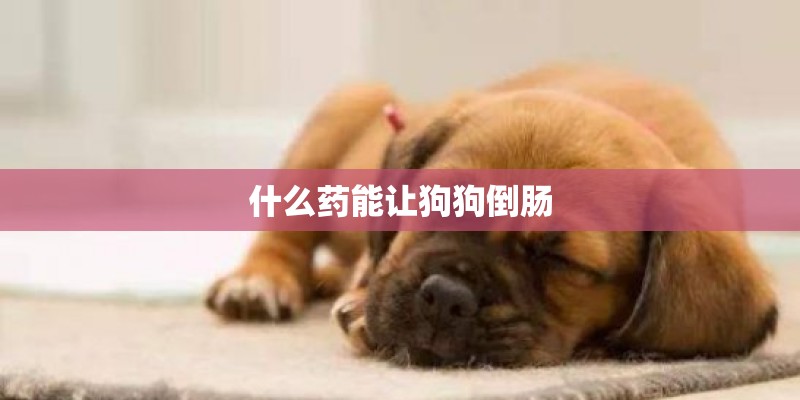 什么药能让狗狗倒肠