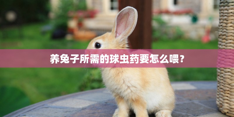 养兔子所需的球虫药要怎么喂？