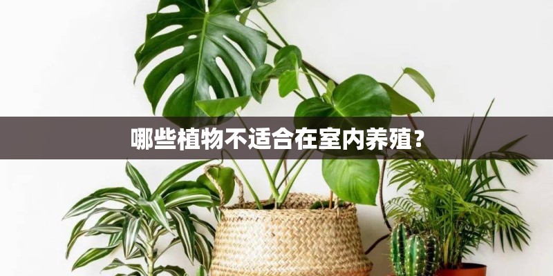 哪些植物不适合在室内养殖？