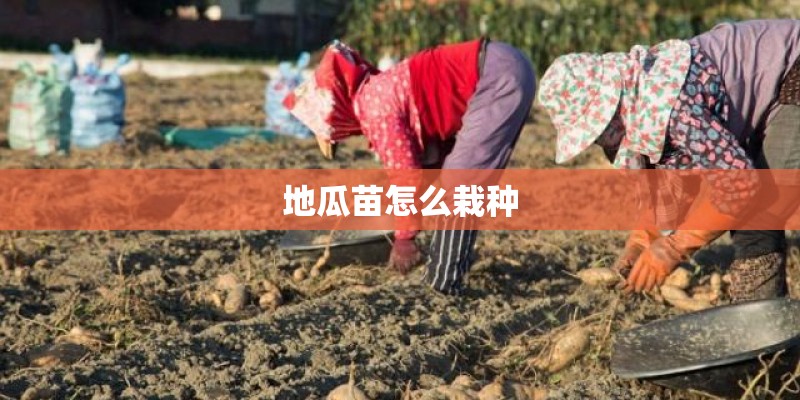 地瓜苗怎么栽种