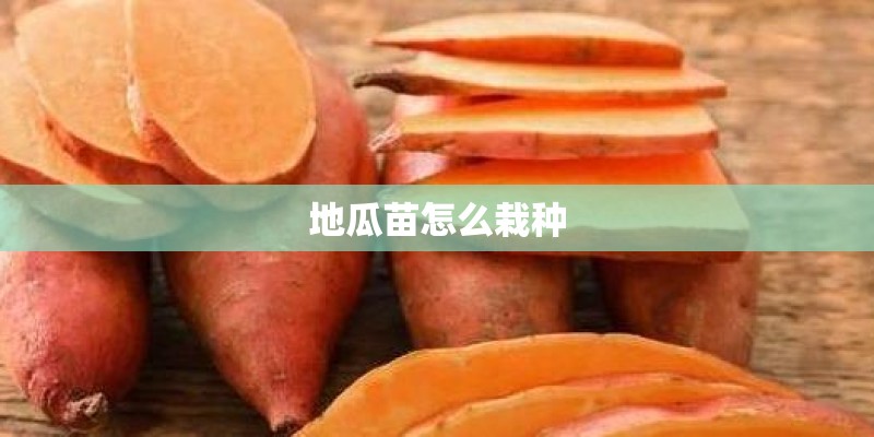 地瓜苗怎么栽种