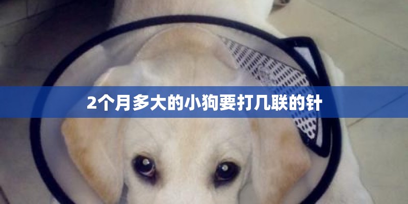 2个月多大的小狗要打几联的针