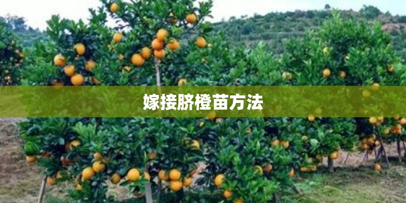 嫁接脐橙苗方法