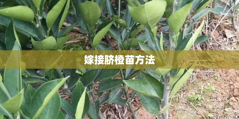嫁接脐橙苗方法