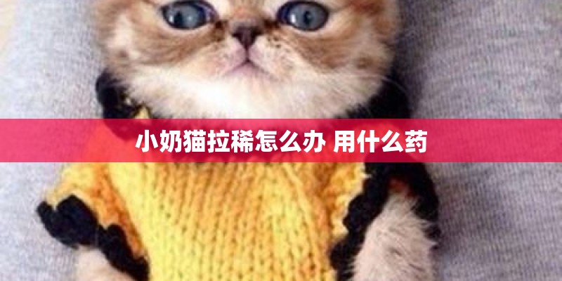 小奶猫拉稀怎么办 用什么药