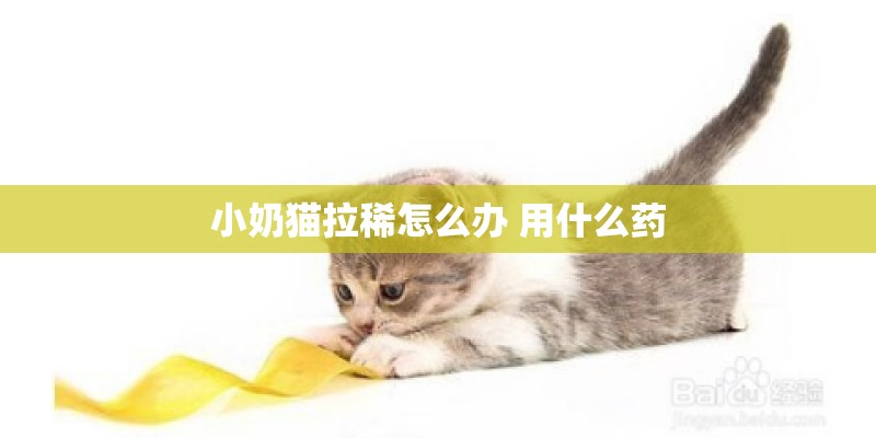 小奶猫拉稀怎么办 用什么药