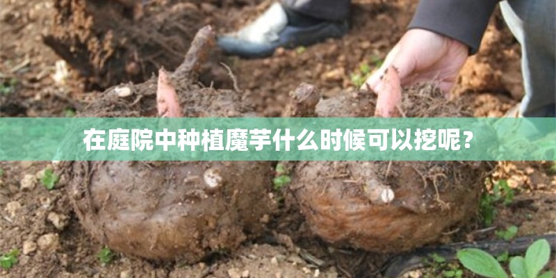 在庭院中种植魔芋什么时候可以挖呢？