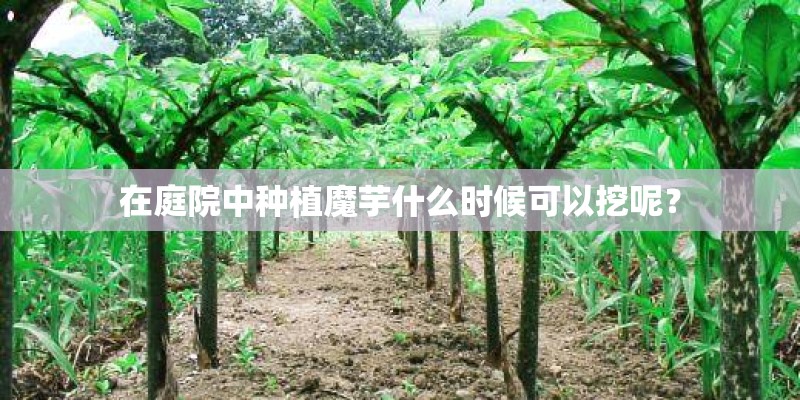 在庭院中种植魔芋什么时候可以挖呢？