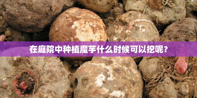 在庭院中种植魔芋什么时候可以挖呢？