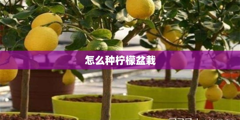 怎么种柠檬盆栽