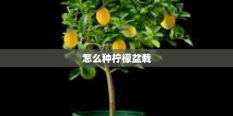 怎么种柠檬盆栽
