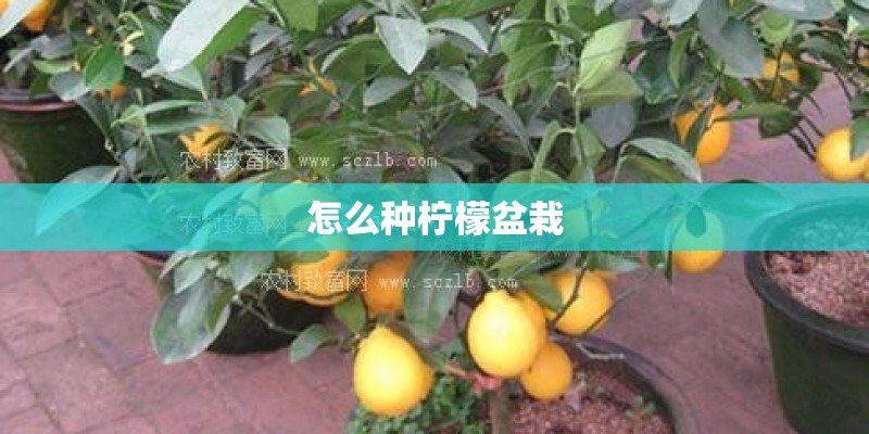 怎么种柠檬盆栽