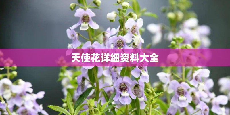 天使花详细资料大全