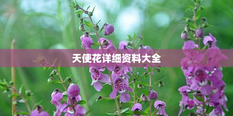 天使花详细资料大全