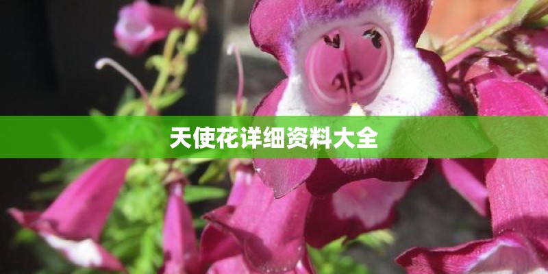 天使花详细资料大全