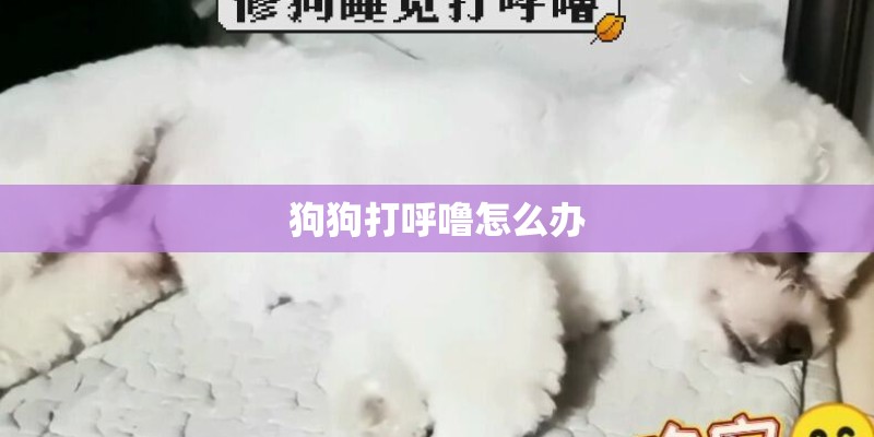 狗狗打呼噜怎么办