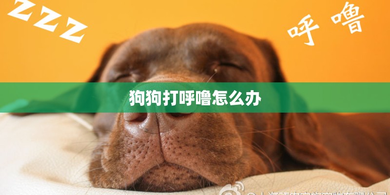 如何坚定是否是比特幼犬