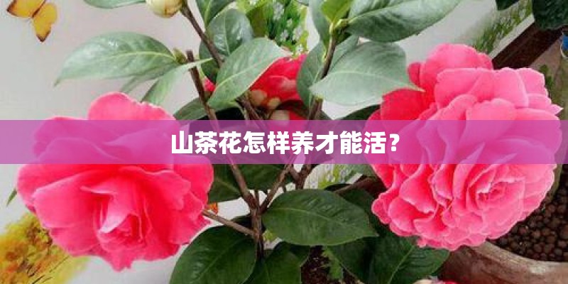山茶花怎样养才能活？