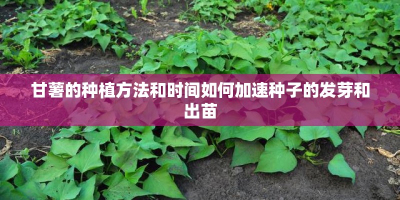 甘薯的种植方法和时间如何加速种子的发芽和出苗