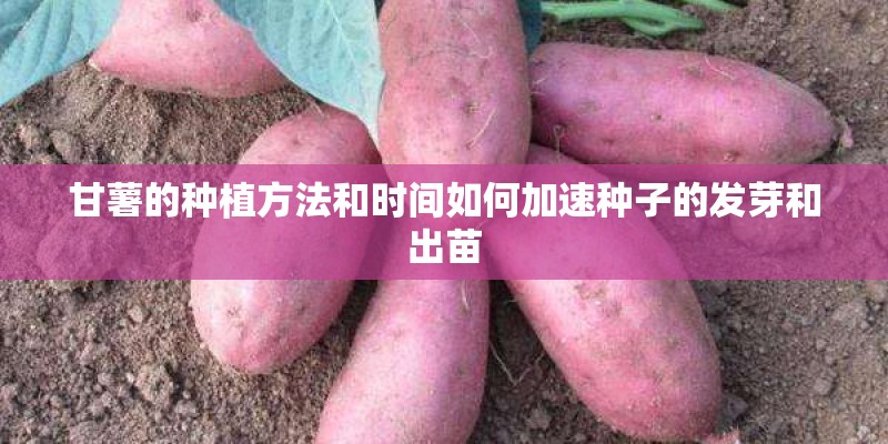 甘薯的种植方法和时间如何加速种子的发芽和出苗