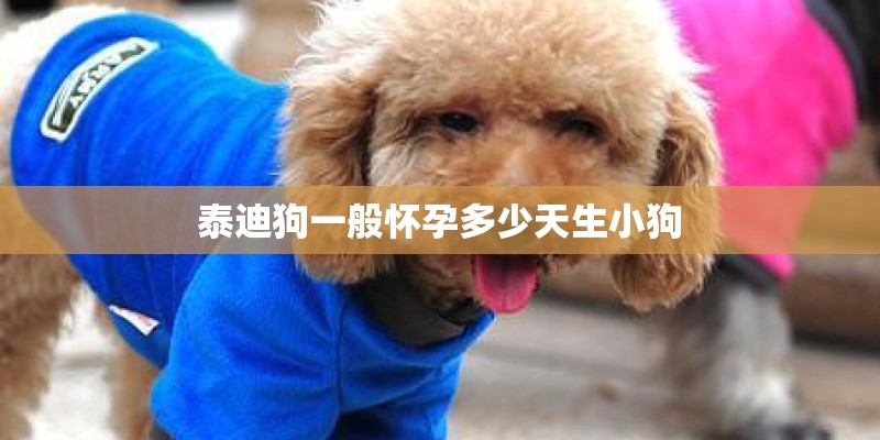 泰迪狗一般怀孕多少天生小狗