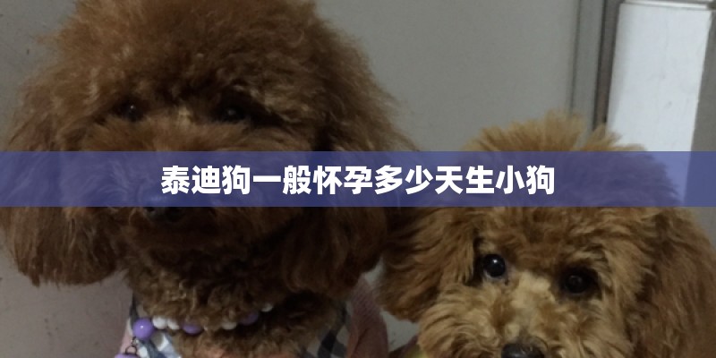 泰迪狗一般怀孕多少天生小狗