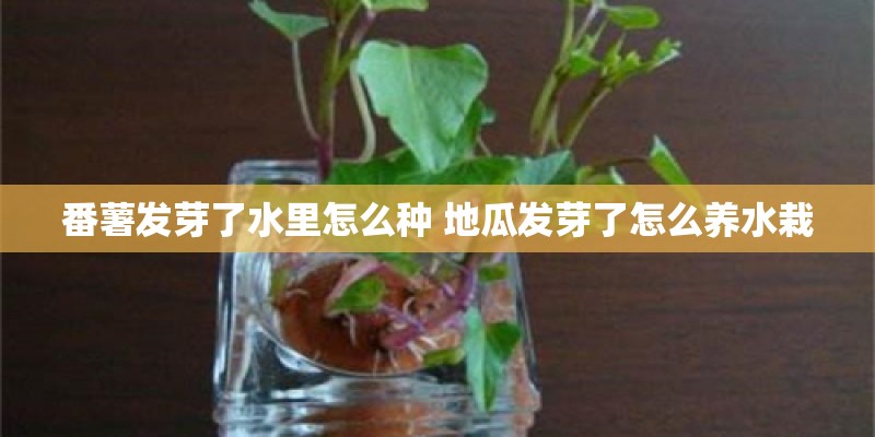 番薯发芽了水里怎么种 地瓜发芽了怎么养水栽