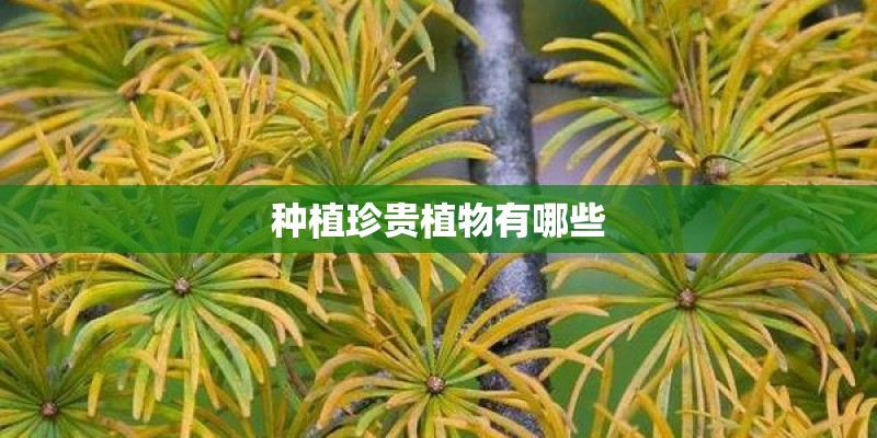 种植珍贵植物有哪些
