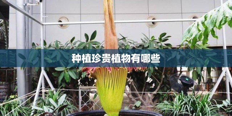 oppo手机变成盲人模式了,怎么办- oppo手机变成盲人模式了,怎么办-