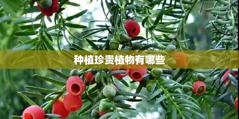 种植珍贵植物有哪些