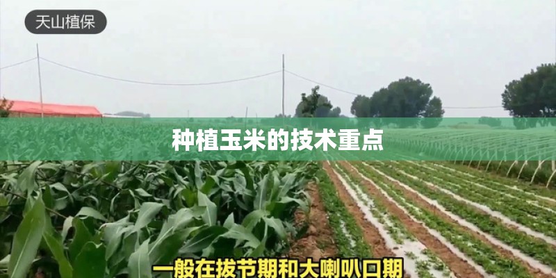 种植玉米的技术重点