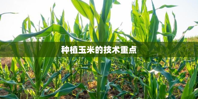 种植玉米的技术重点
