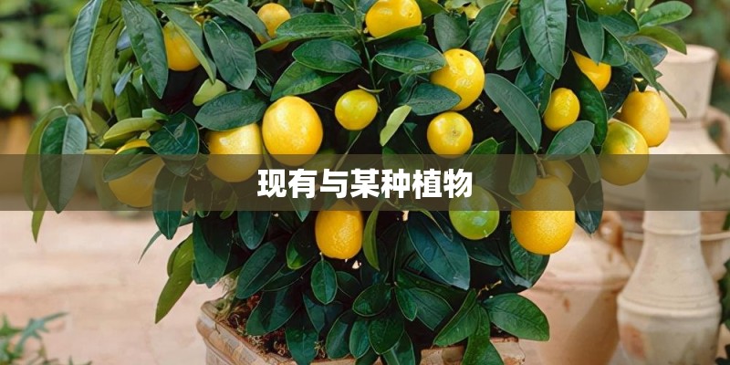 现有与某种植物