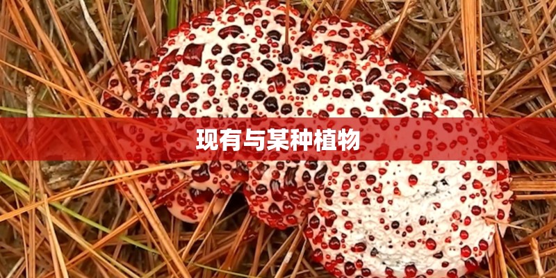 现有与某种植物